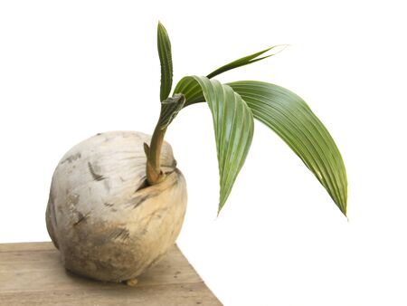 Coconut seed organic growth with green leave on white backgroundの写真素材