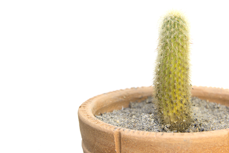 Straight cactus soft spines closeup on white backgroundの写真素材