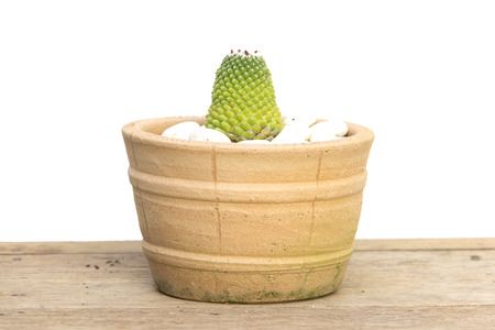 Green yellow cactus smooth spines with flowering in pot on white backgroundの写真素材