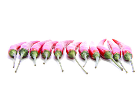 Red chili pepper with green stick in straight line on white backgroundの写真素材