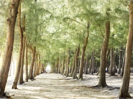 Pine tree forest on the beach in perspective visualの写真素材
