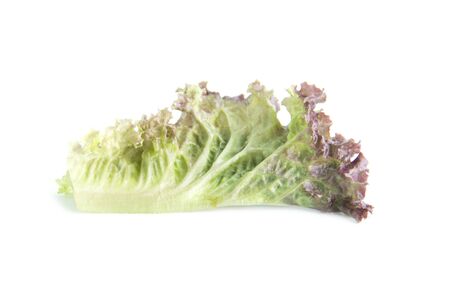 Fresh red lettuce leaf back view on white backgroundの写真素材