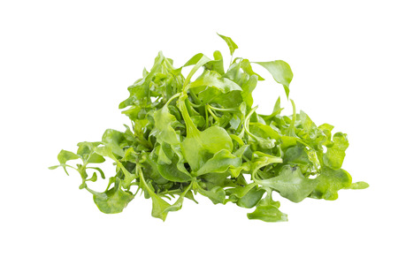 Organic Green watercress salad ingredient on white backgroundの写真素材