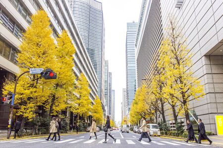 Cross road with Ginko tree  background in Japanのeditorial素材
