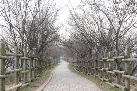 Walkway with dry branch tree in winter season background