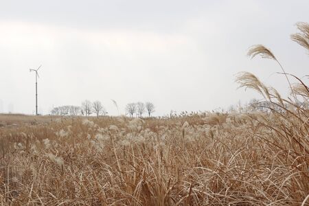 Light brown grass field in park scenery in winter backgroundの写真素材