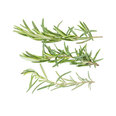 Organic rosemary spice leaves ingredient color and size on white backgroundの写真素材