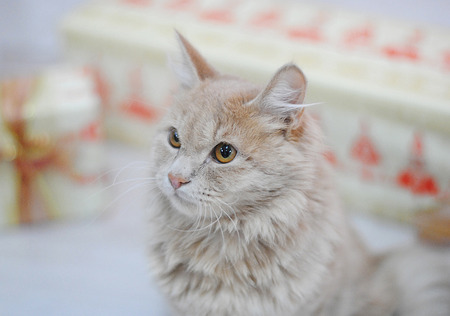 Peach Beige fluffy cat on the background of Christmas gifts