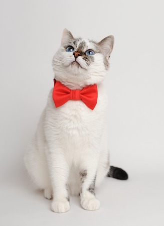 Pretty white cat wearing red bow tieの写真素材