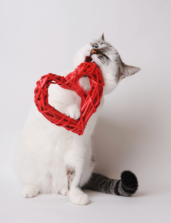 White cat with blue eyes in red bow tie nibbles decorative heartの写真素材