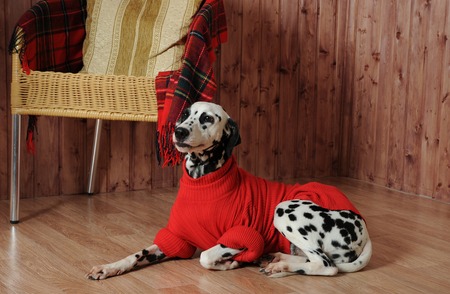 Dalmatian in a red sweater in the autumn interior lies near the chairの写真素材