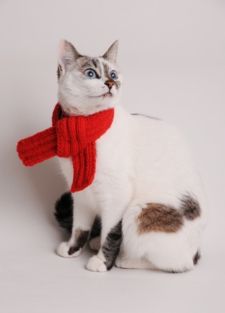 Blue-eyed white cat in a red knitted scarf on a light backgroundの写真素材