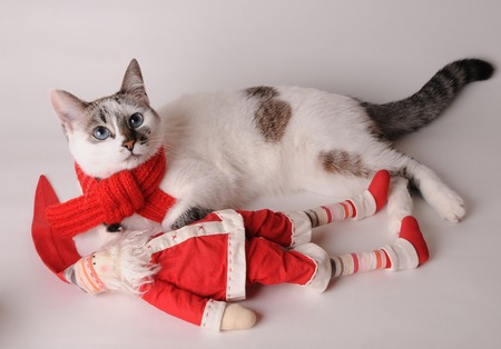 Blue eyed cat wearing red scarf with Santa Claus on a light backgroundの写真素材