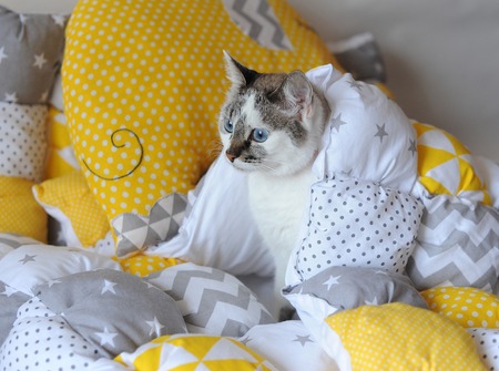 Blue-eyed white cat on the textile blanket with pillow elephant
