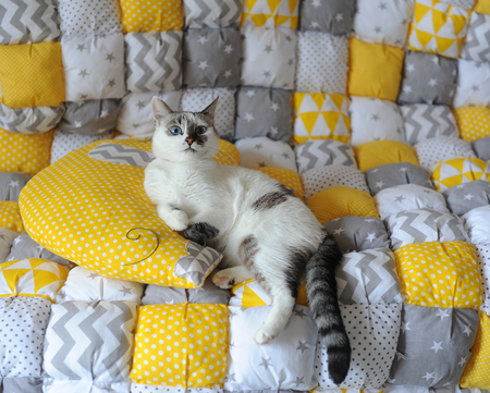Blue-eyed white cat on the textile blanket with pillow elephantの写真素材