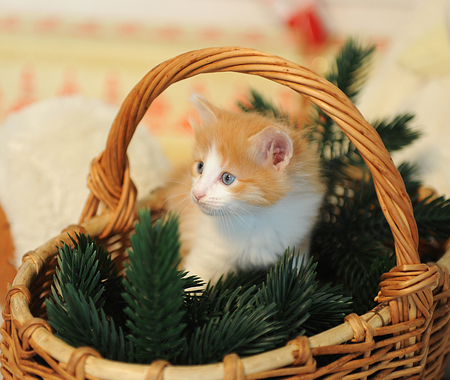 Small white-and-red kitten in a basket with Christmas-tree branches. New Year spiritの写真素材