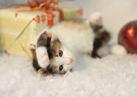 Little cute kitten lies in the interior of the New Year on a white furry rug. Christmas gift on backgroundの写真素材