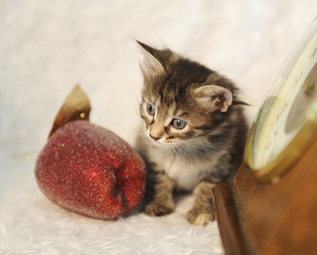 Tabby cat in a New Year's interior on a white fluffy rug with a toy apple and vintage watches. Christmas spiritの写真素材