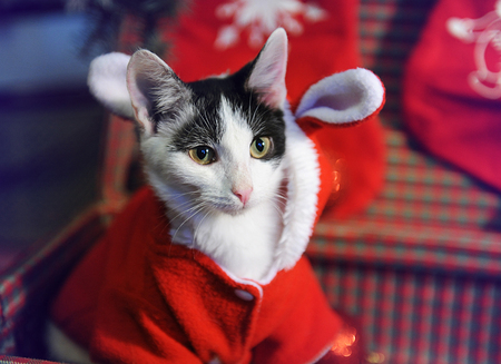Gray and white cat in a New Year's masquerade costume of Santa Claus with ears in vintage suitcase....