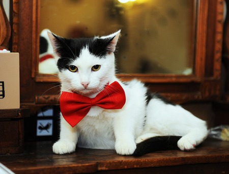 Black and white cat in a red bow tie lies imposingly on a vintage mirror. Gentlemanの写真素材
