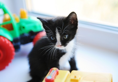 Black and white little funny kitten and toy car on a windowsillの写真素材