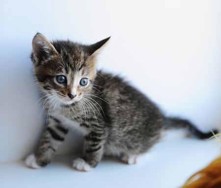 Little gray fluffy kitten on a light background. Playful lookの写真素材