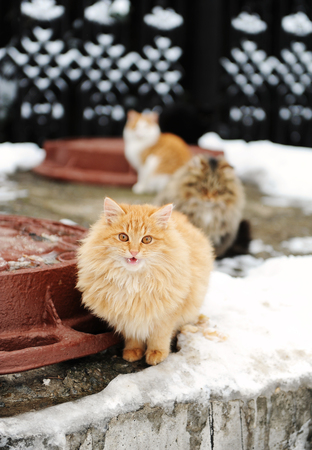 Street cats in winter landscape. Bask on a heating with hatches. Peach fluffy cat in the foregroundの写真素材