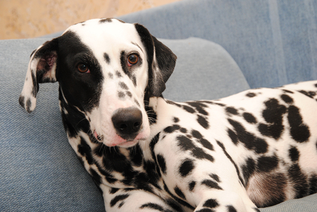 Dog dalmatian lies on a blue sofaの写真素材