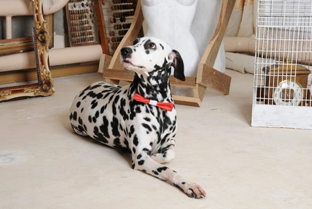 Dog dalmatian in a red bow tie in the interior of the artistic workshopの写真素材