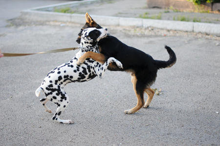 Dalmatian dog on a leash and pooch play together at the street. Struggling, cuddlingの写真素材