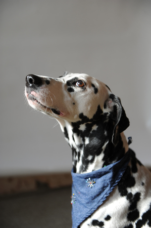 Dog dalmatian in jeans cravat. Portrait on a light background with free space for text or designの写真素材