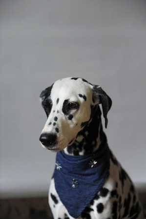 Dog dalmatian in jeans cravat. Portrait on a light background with free space for text or designの写真素材