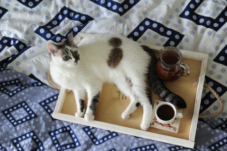 Breakfast in bed. Jug and cup of coffee on a wooden tray handmade. White cat on blue linenの写真素材