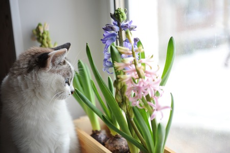 White cat with blue eyes and delicate spring hyacinth flowers in a wooden box on a window sill. Pink, blue colorsの写真素材