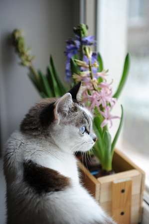 White cat with blue eyes and delicate spring hyacinth flowers in a wooden box on a window sill. Pink, blue colorsの写真素材
