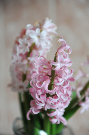 Tender pink flowers of hyacinth bulbs in a glass jar vase. Nice pink background. Spring moodの写真素材
