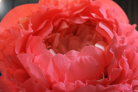 Huge growth gentle flower peony paper closeup. Blue wall on backgroundの写真素材