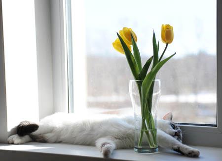 White fluffy cat and bouquet of flowers yellow tulips in a glass vase on a windowsillの写真素材