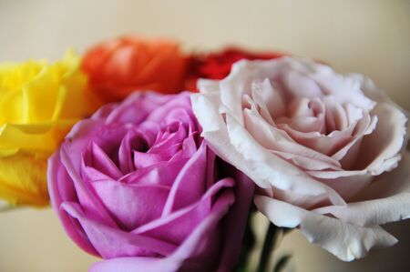 Five multicolored roses close-up on a light wooden background. Texture
