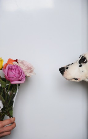 Dog dalmatian and bouquet of roses in glass vase. White background, free space for designの写真素材