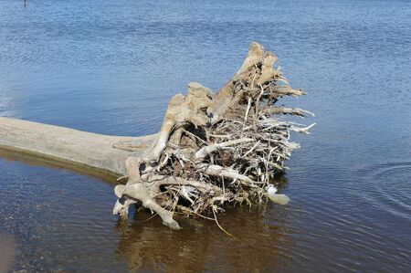 An old uprooted tree snag in the water