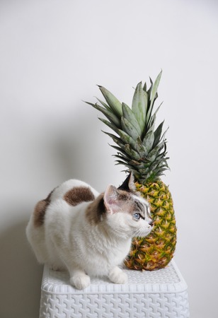 White blue-eyed cat and pineapple on white backgroundの写真素材
