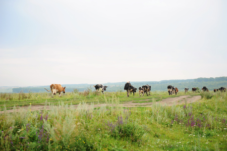 Herd of cows and shepherd go on the road through the fieldの写真素材