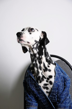 Dog Dalmatian in a blue jacket sits on an office chair on a white background. Funny portrait with free space for textの写真素材