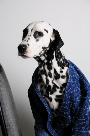 Dog Dalmatian in a blue jacket sits on an office chair on a white background. Funny portrait with free space for textの写真素材