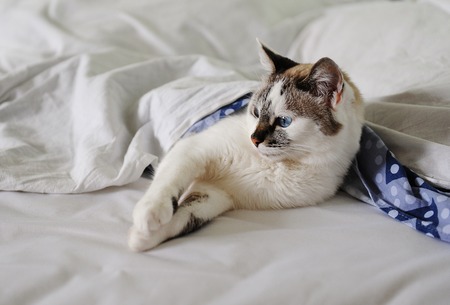 White fluffy blue-eyed cat lies in bed, covered with a blanketの写真素材