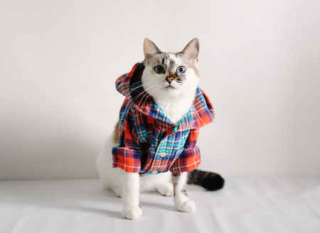 White fluffy blue-eyed cat in a plaid shirt with a hood on a light backgroundの写真素材