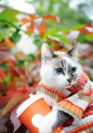 Cat in striped sweater with paper cup of coffee takeaway in autumn park on the background of motley foliageの写真素材