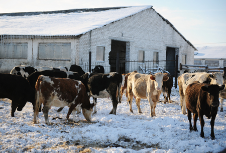 Cows on a Russian farm in winterの写真素材