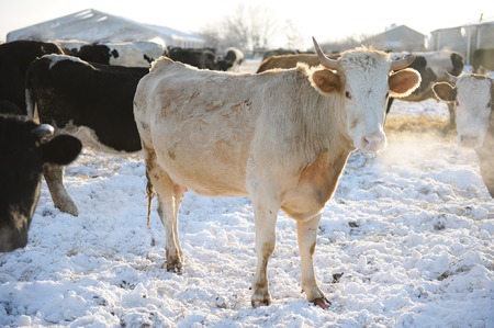 Cows on a Russian farm in winter. Midday walking,の写真素材